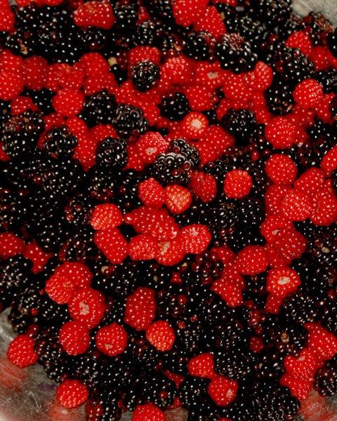 Bountiful Berry Harvest Handpicked Selection